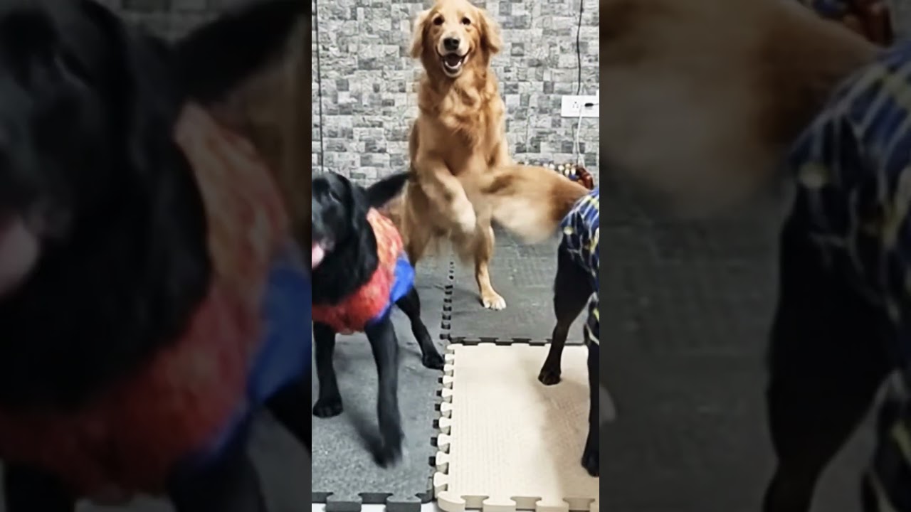 Brainrot dog dancing