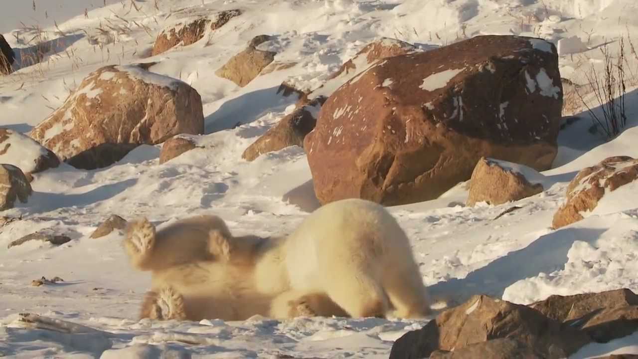 Churchill Wild: Polar Bear Photo Safari