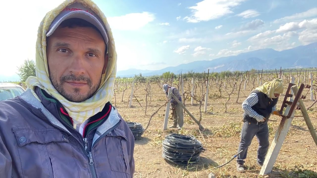 Bağ Kökleme Aşamaları - Bir çiftçinin “kol kesmesi” . Ekim 2022