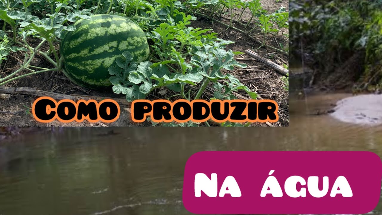Como produzir melancia no inverno? E essas são as 3 coisas que você precisa saber no período chuvoso
