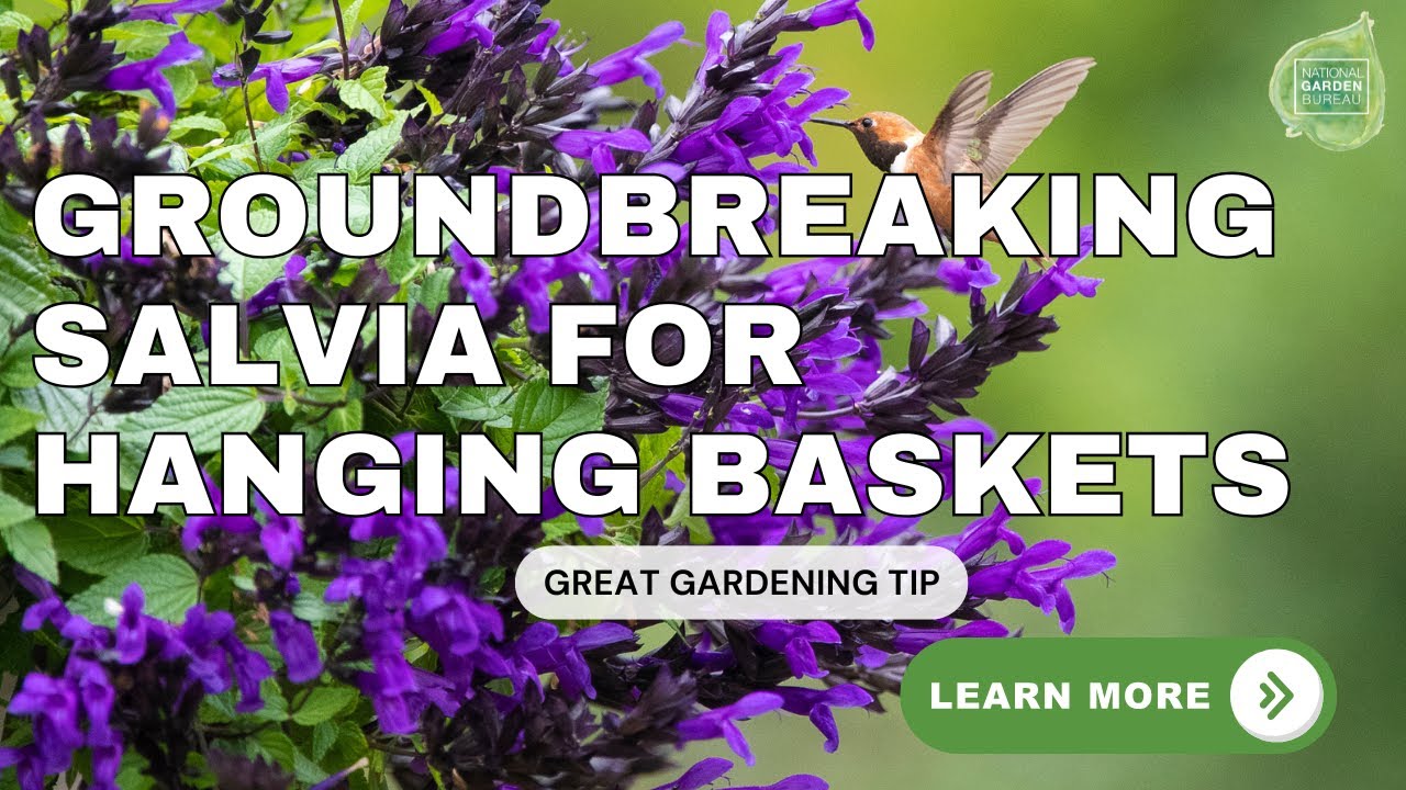 Salvia Hummingbird Falls a groundbreaking salvia plant that is a natural humminbird magnet!