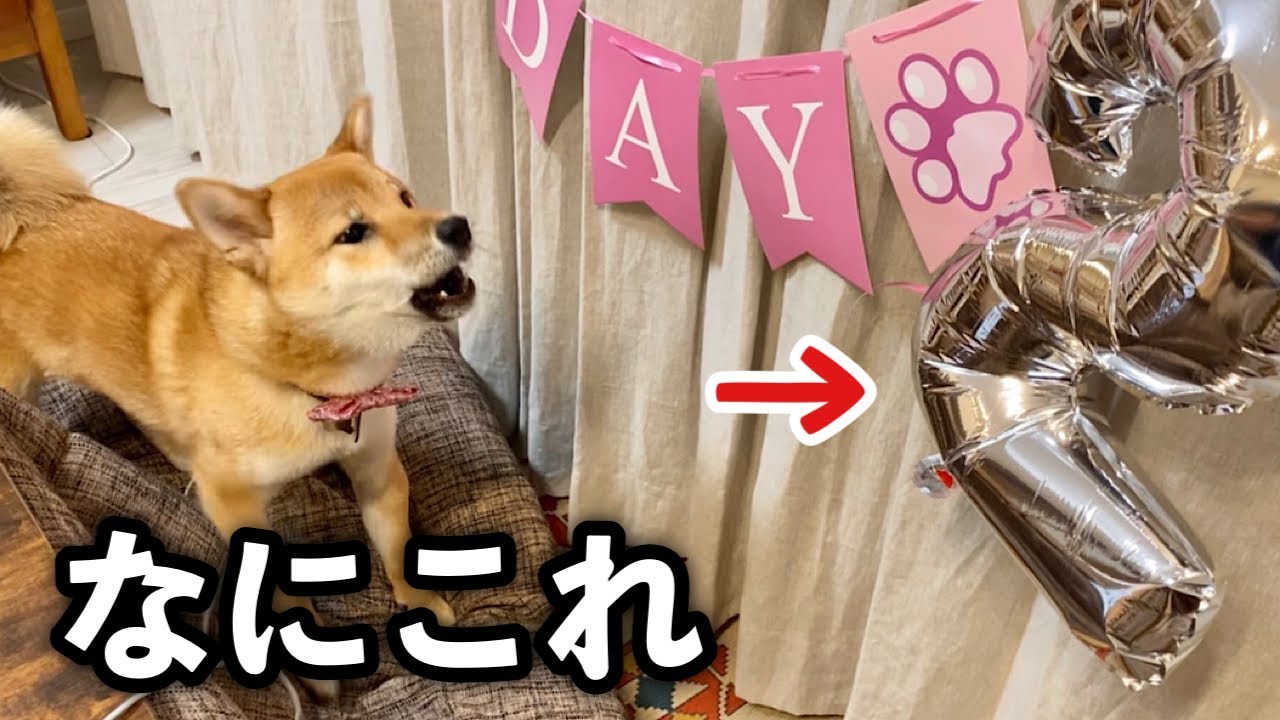 初めての風船に怖がる柴犬