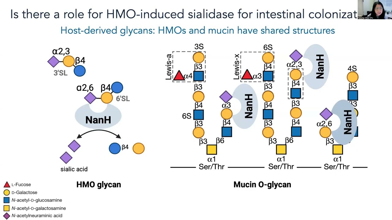 Hiu Chu - Therapeutic Perturbation in Early Life Microbial Communities