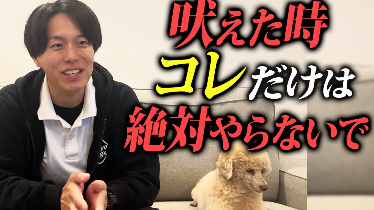 【要注意】コレだけは絶対やらないで…！吠え癖がつきやすい飼い主の特徴⑤選