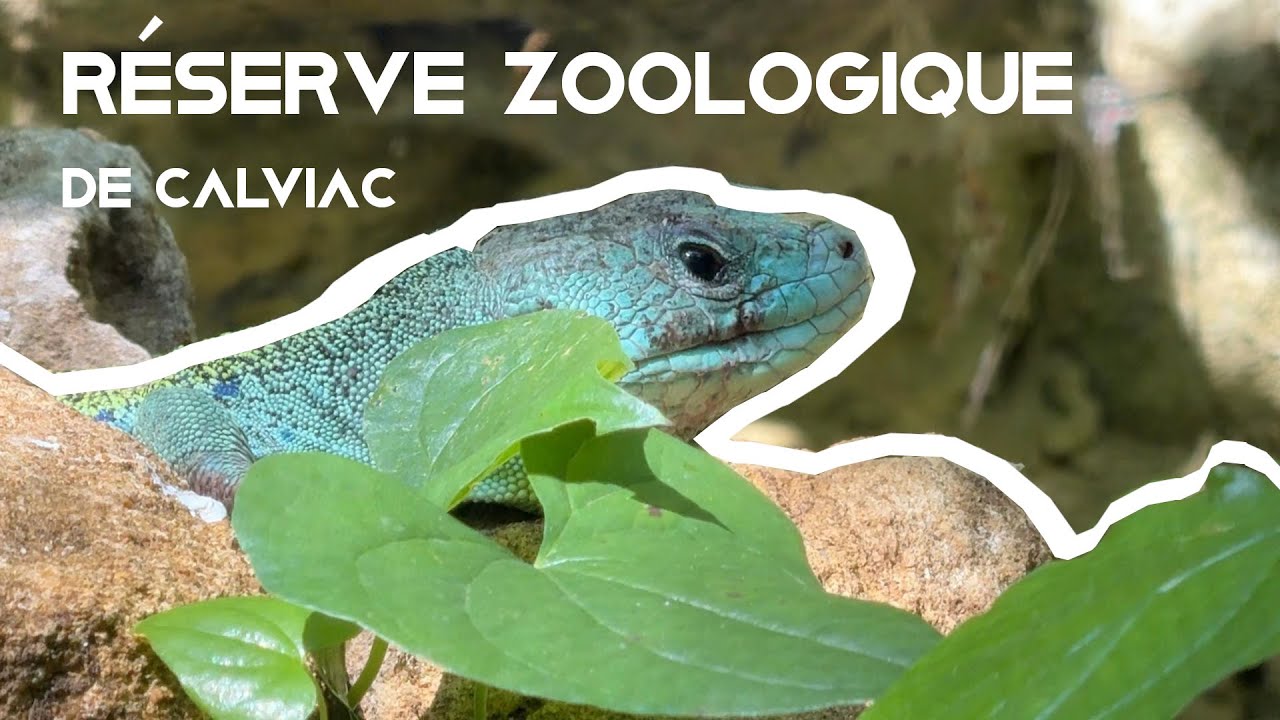 R&eacute;serve Zoologique de CALVIAC - Dordogne - France