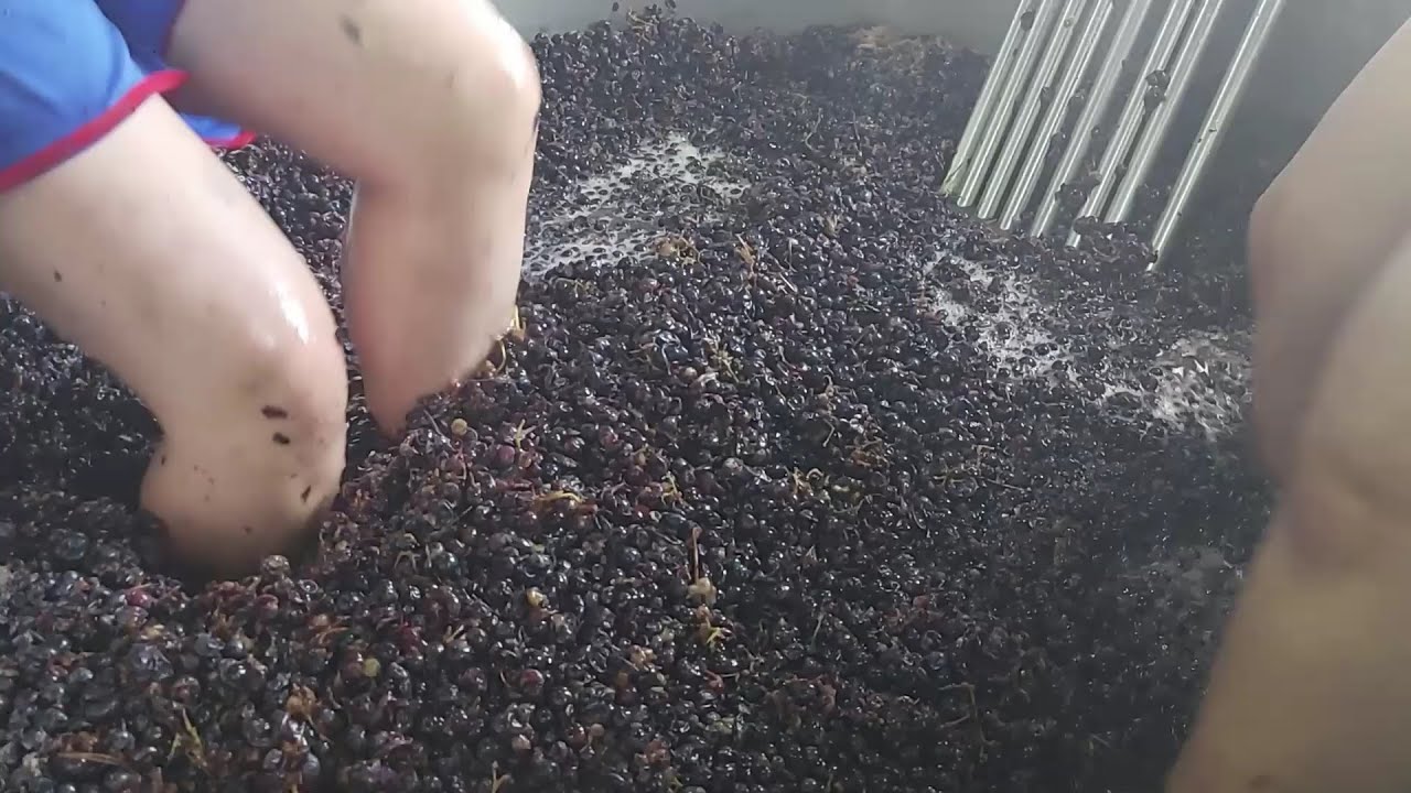 ¿CÓMO SE ELABORA UN ROSADO?. MI VISITA A BODEGAS CANOPY - D.O MÉNTRIDA