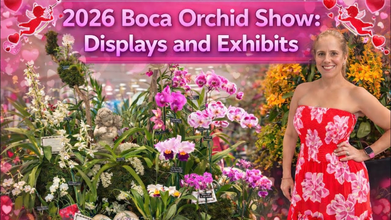 Jaw dropping Orchid Exhibits: 2026 Boca Ratón Orchid Show and Sale! 