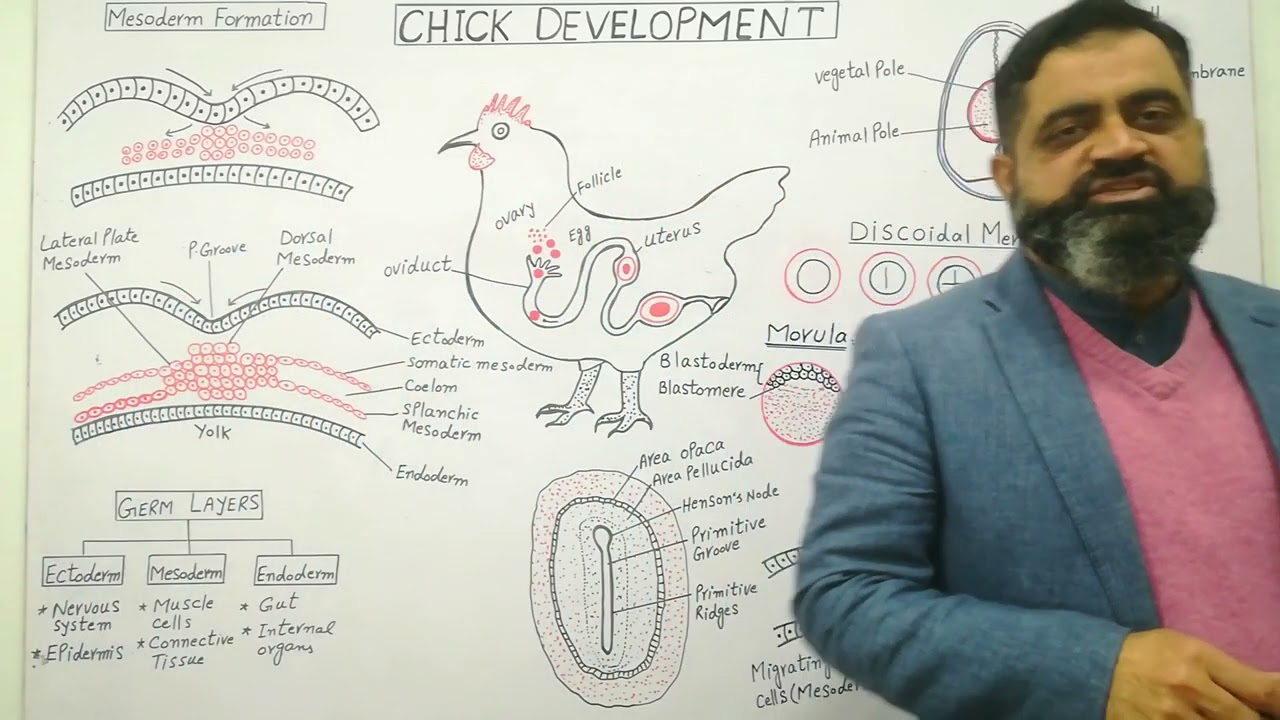 Development in Chick Embryo English medium 