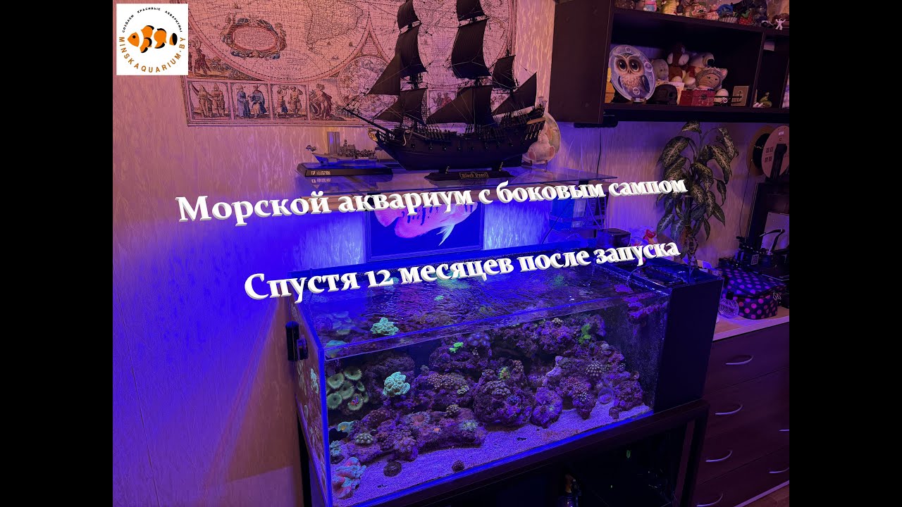 Морской аквариум 200 литров. Год после запуска.