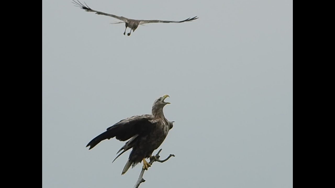 Ptaki drapieżne Bielik i błotniak/white-tailed eagle harassed by a harrier