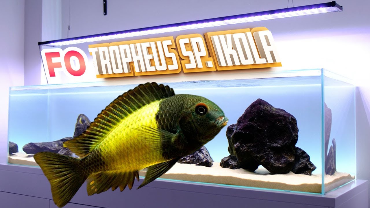 F0 Tropheus sp Ikola Tankı 😍😱 Güncel Maliyet: 100.000₺ +++