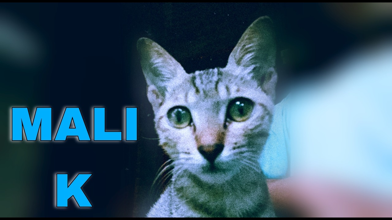 CAT 🐈