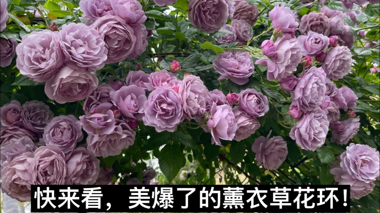 薰衣草花环大拱门：紫色花瀑布，花园里最靓丽的风景线！ 05/18/23