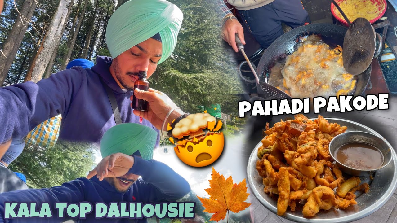 dalhousie kala top 😱 canadian Tree 🍁Himachal De Pyaaz Pkode