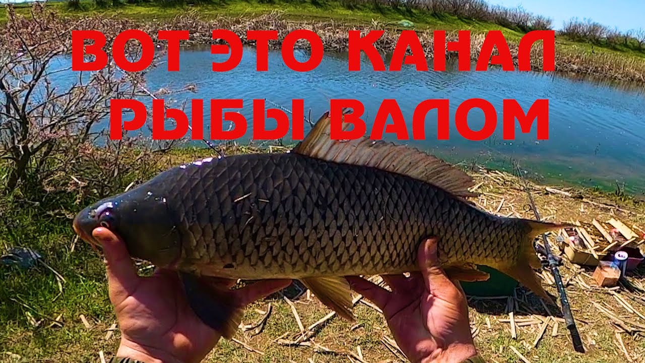 ВОТ ЭТО КАНАЛ РЫБЫ ВАЛОМ 14.04.2024г.