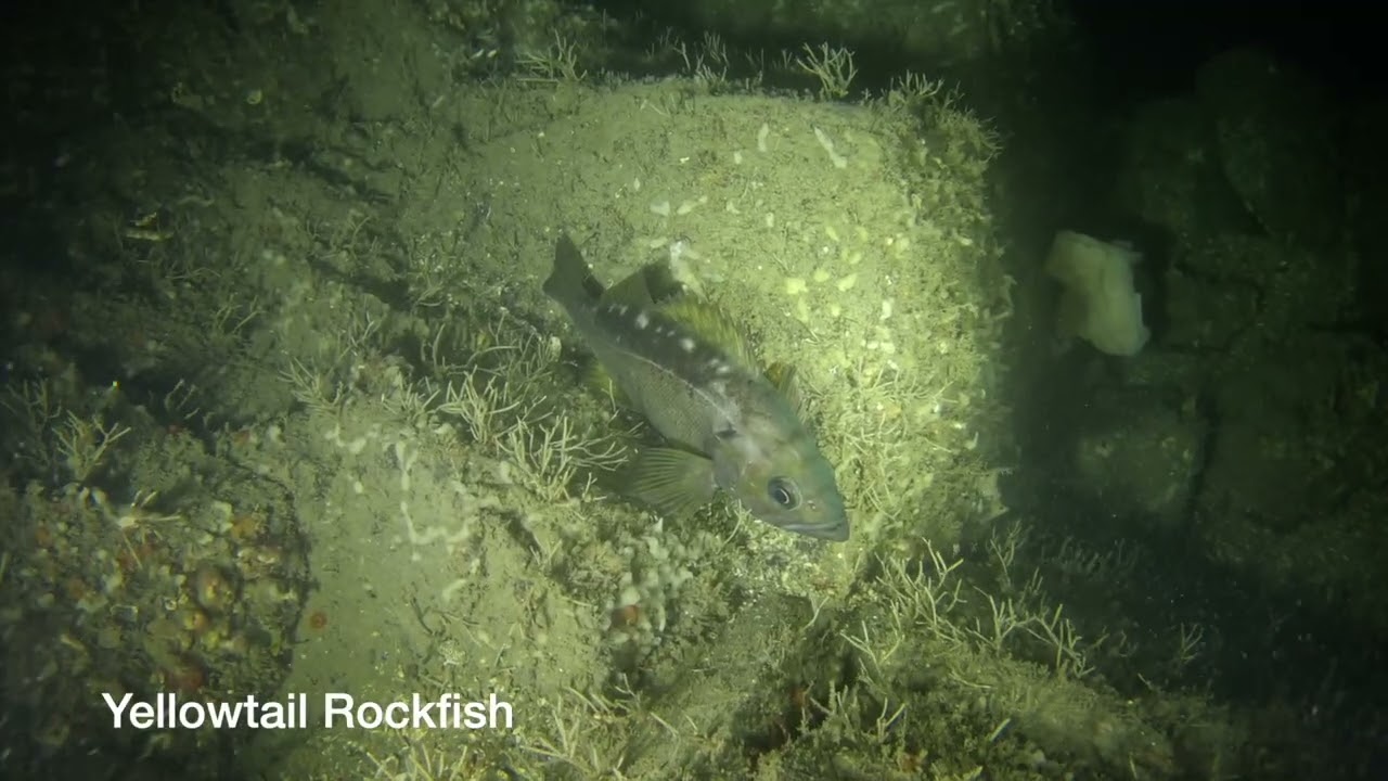 Diving the Cut at Whytecliff Park