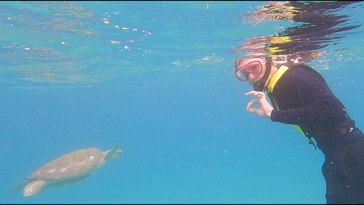 Snorkeling with sea turtles -- St. John, USVI