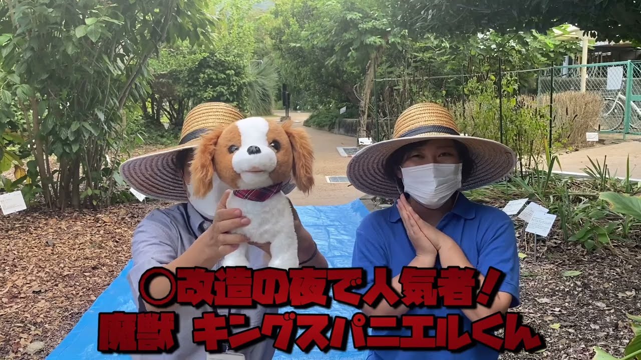 声を聞くと●ぬ？！　噂のマンドレイク、ひっこぬいてみた！#のんほいパーク植物園 #草津市水生植物園みずの森 #山科植物資料館