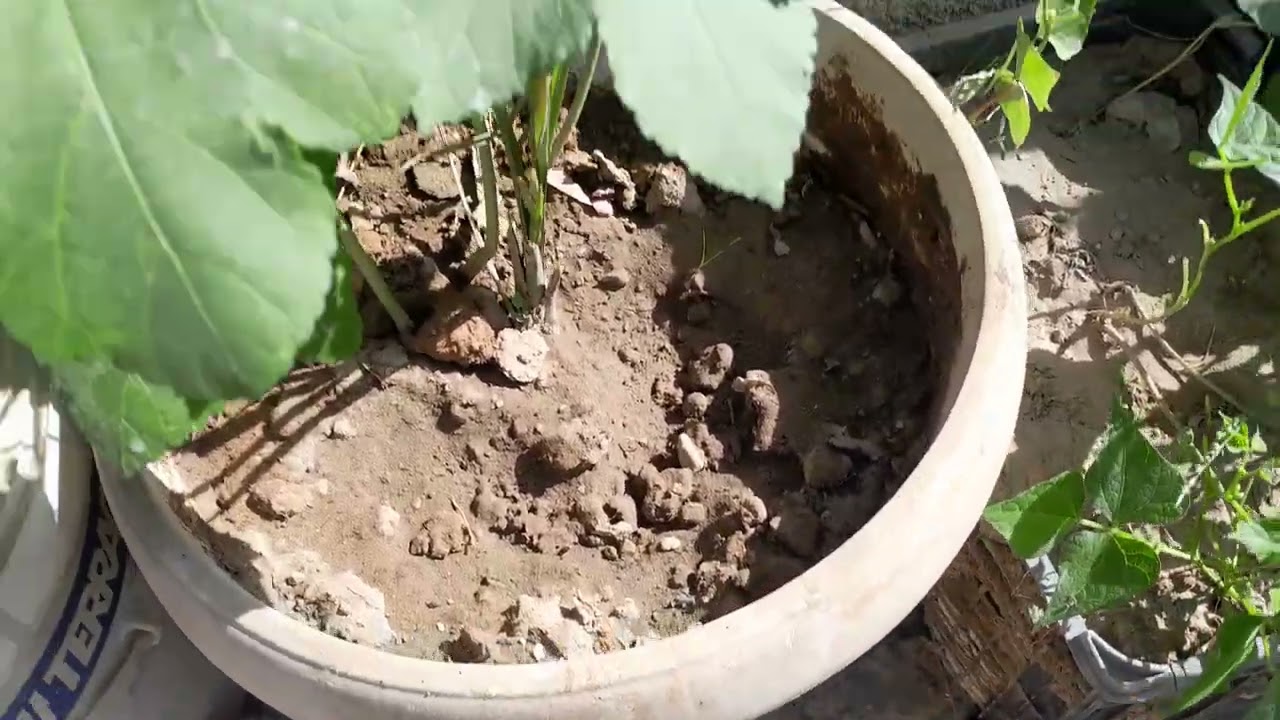 جوله صباحيه في مزرعتي على سطح المنزل ارجو ان تنال رضاكم ضع لايك وفعل زر الجرس ليصلكم جديدنا