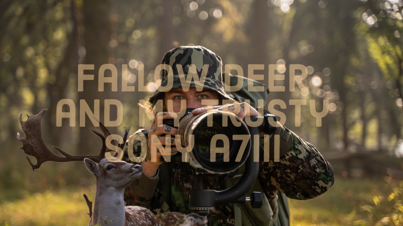 Fallow Deer with my trusty Sony a7iii and 200-600mm Sony lens. | Irish Wildlife, Outdoors, Nature.