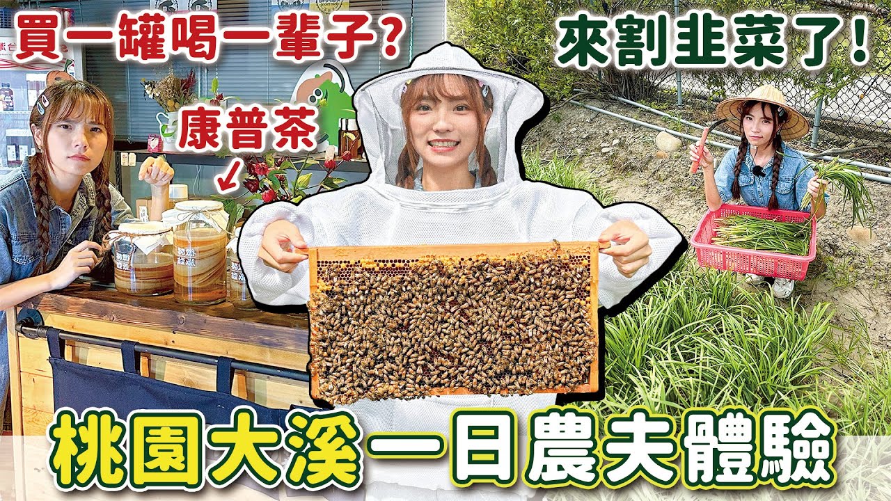 3家隱藏版農場！蜜蜂停手上、餵食蜂糧，割韭菜、喝韭菜冰沙？製作康普茶DIY，還能回家繼續繁殖，親子出遊超適合~｜Haven在桃園
