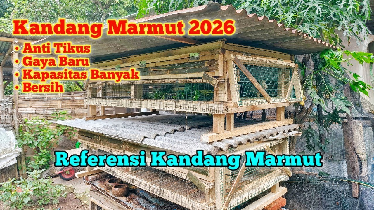 Proses Membuat Kandang Marmut Baru Edisi 2026 Anti Tikus dan Gaya Baru