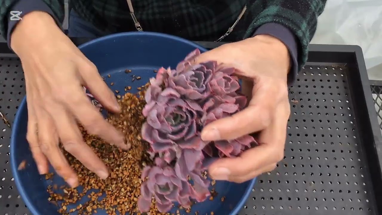 【多肉植物】ずっと植え替えできていなかった、もりもり群生のネオンブレーカーズを植え替えます