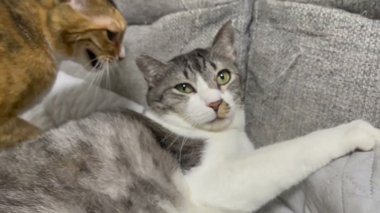 魂が抜けた猫と鳴き過ぎる猫w