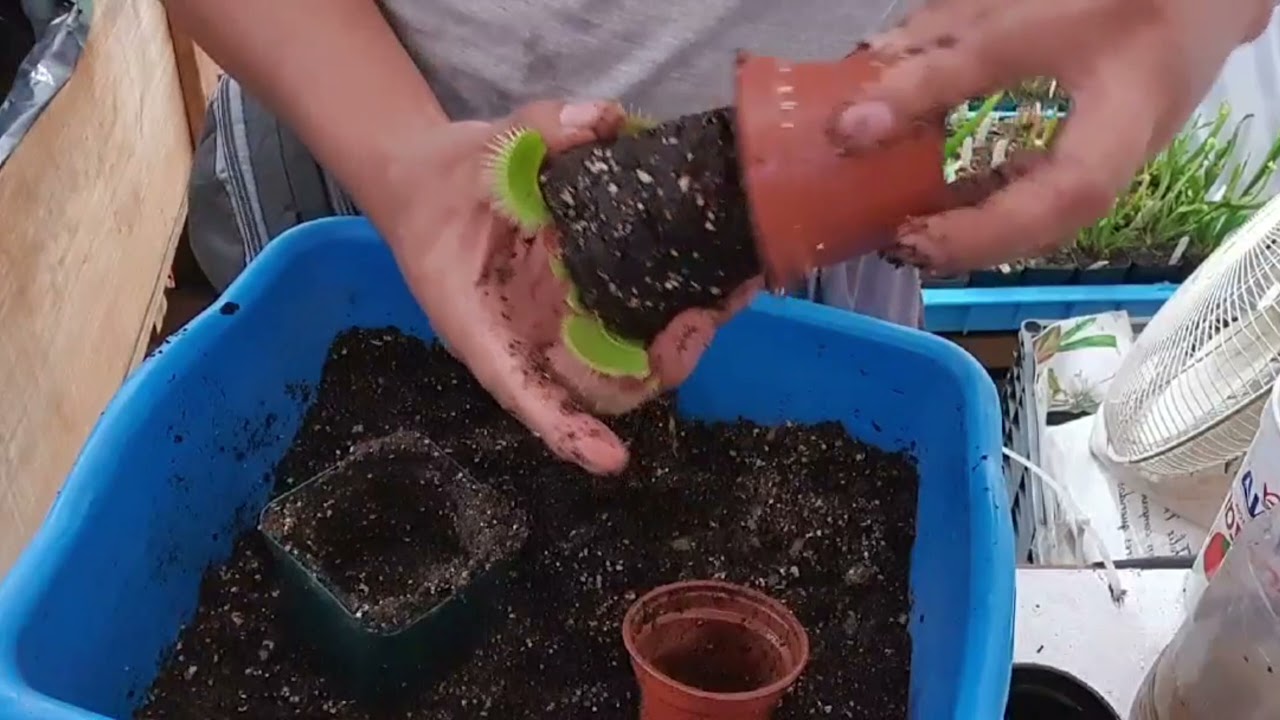 Cómo trasplantar una planta carnívora con sustrato - Dionaea Muscipula