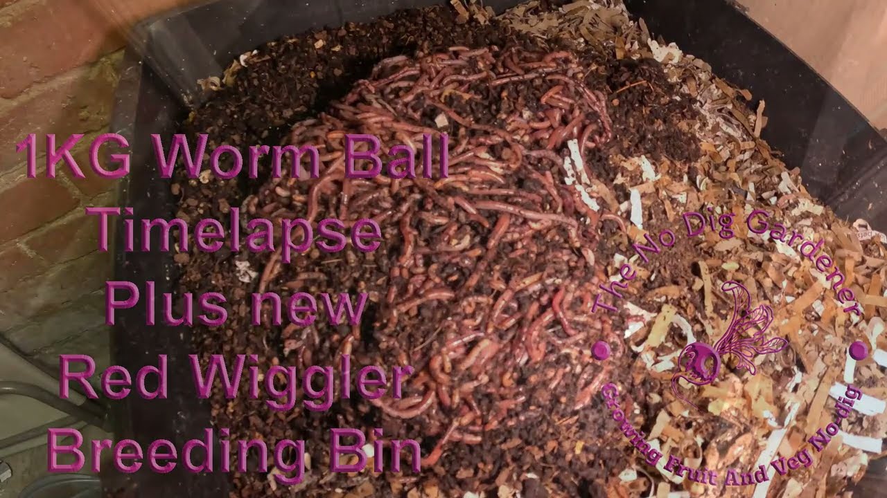 1kg Compost Worm release time-lapse | Red Wiggler Breeding bin set up. #vermicomposting #wormery