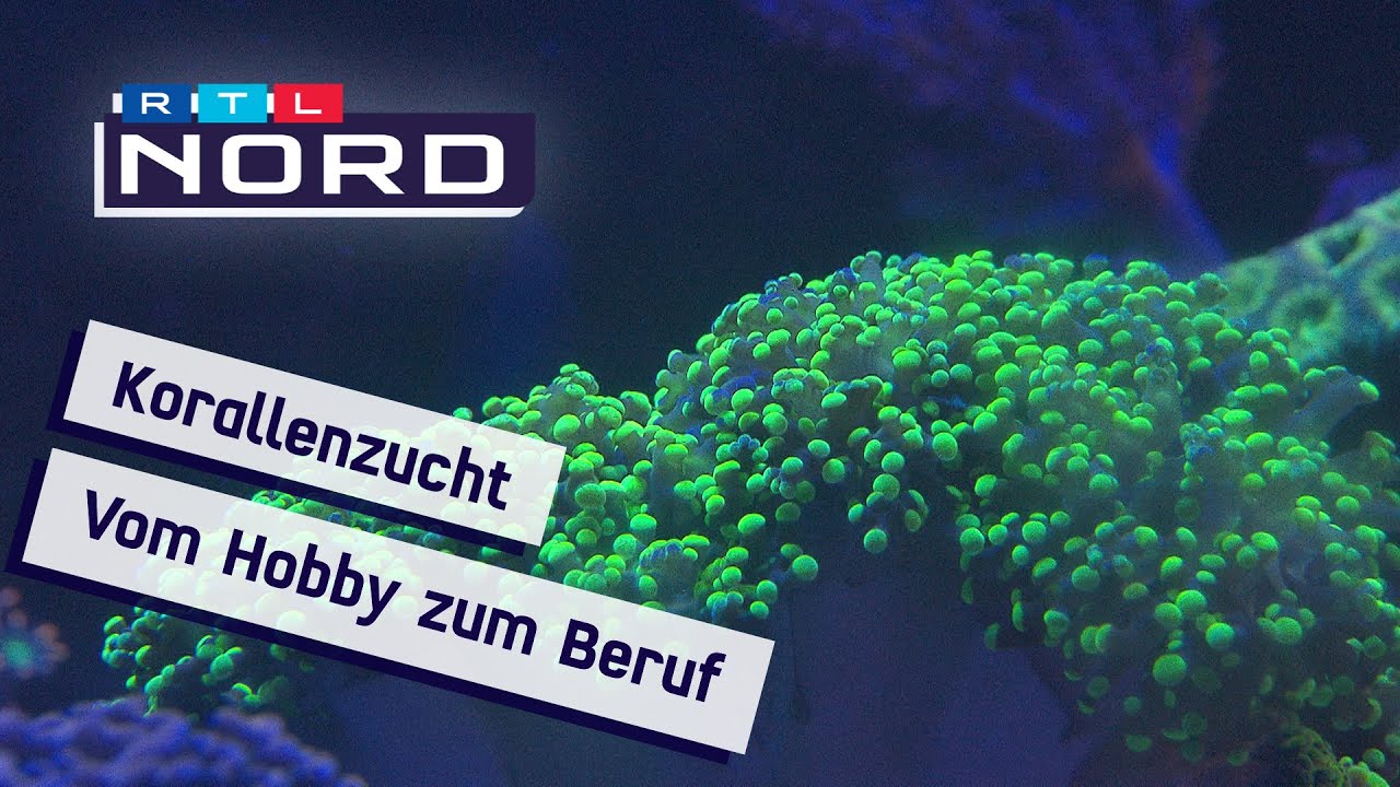 Korallen: So lassen sie sich zu Hause züchten