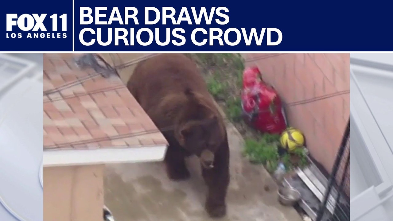 Giant bear wanders around Ventura County backyards | FOX 11 LA