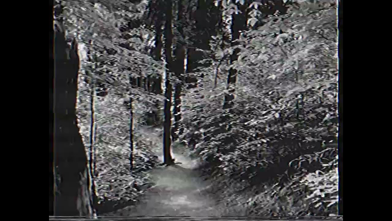 Black & White Spooky Forrest VHS Footage Horror Aesthetic Analog 4:3 Aspect Ratio