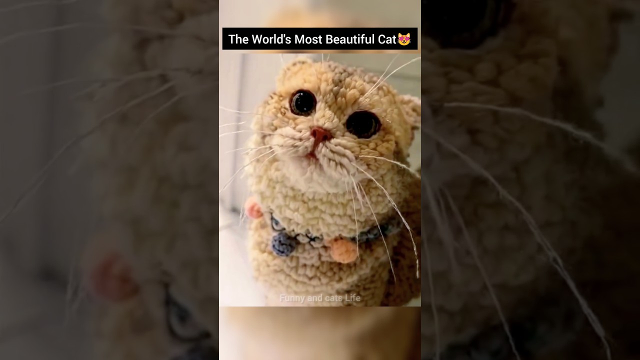 The World's Most Beautiful Cat✨