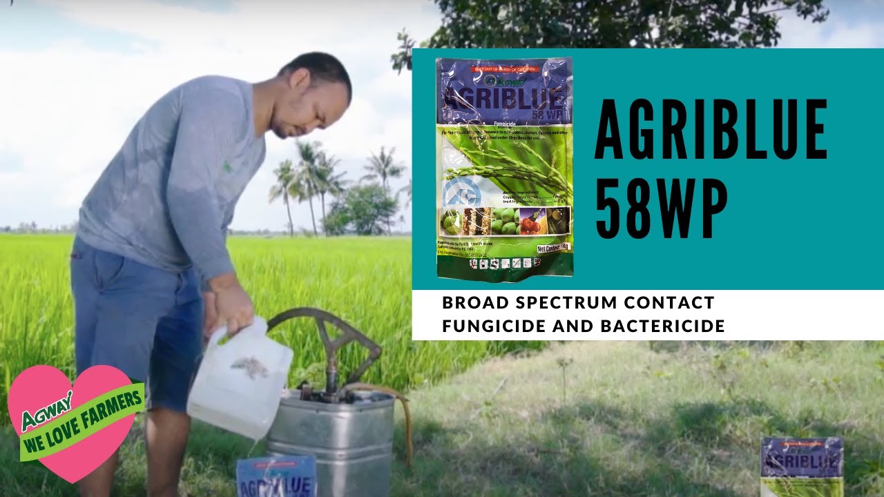 Ang 2-in-1 Broad Spectrum Fungicide at Bactericide | AGRIBLUE 58WP