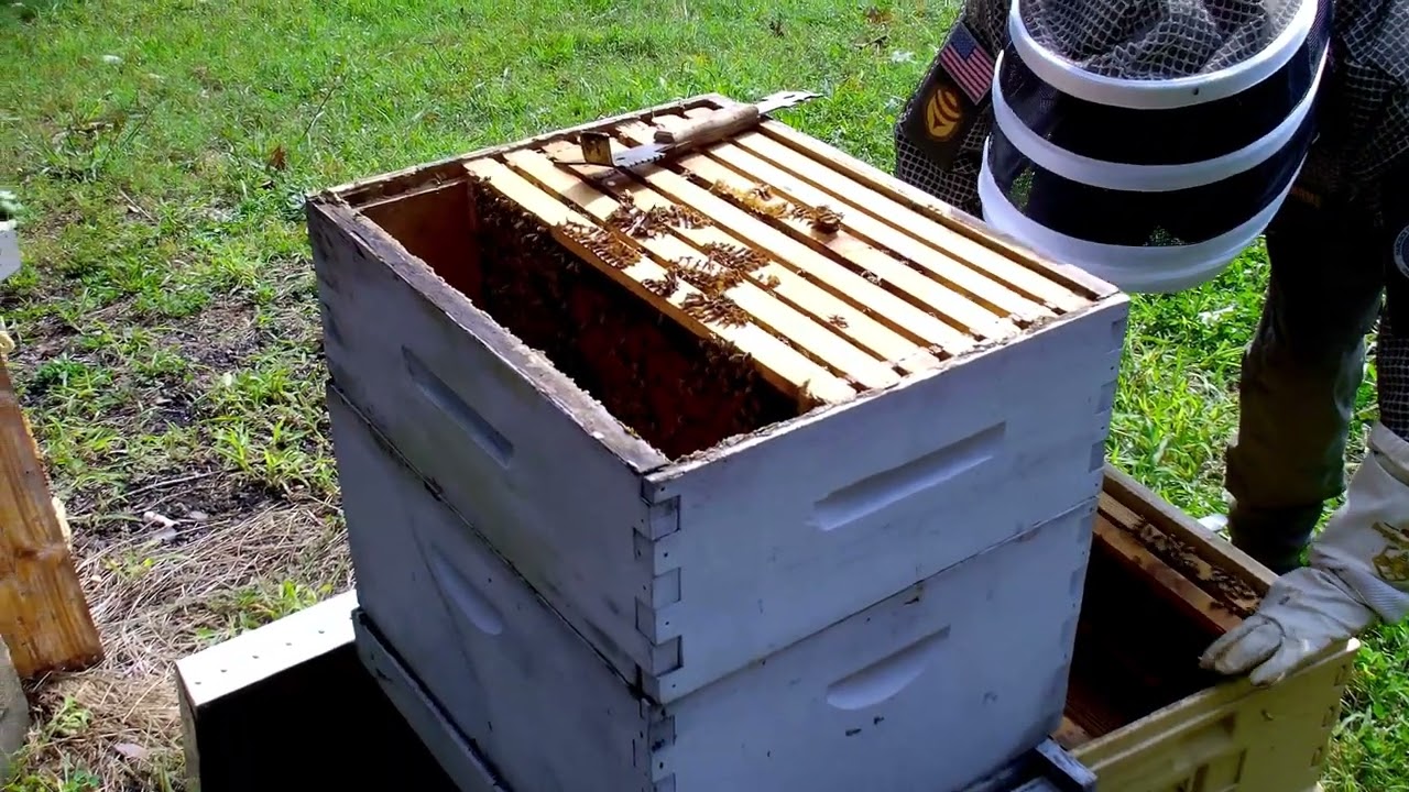 9-5-25 Honeybee Rescue
