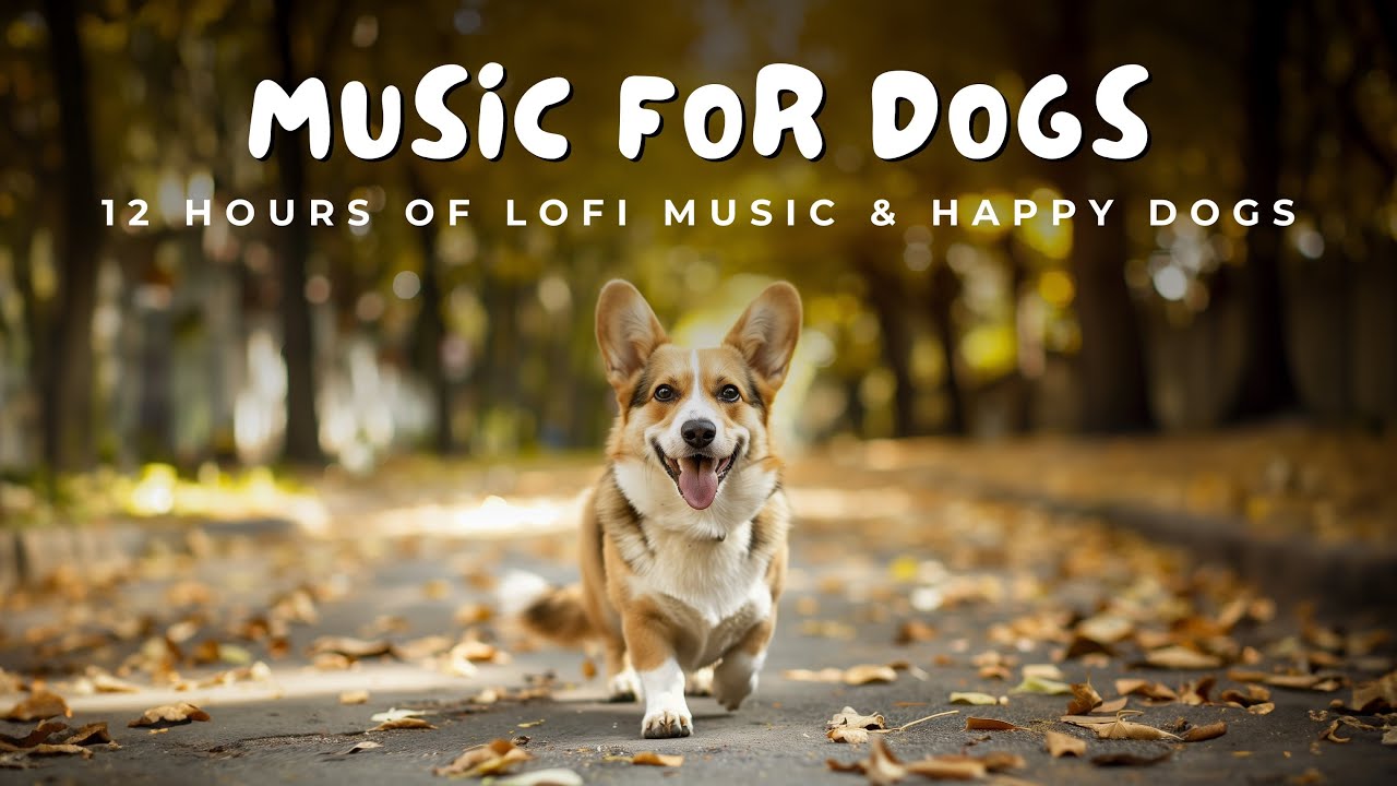 🎧 12 Hours of Music for Dogs | 🐕 Lofi Tunes & Happy Pups