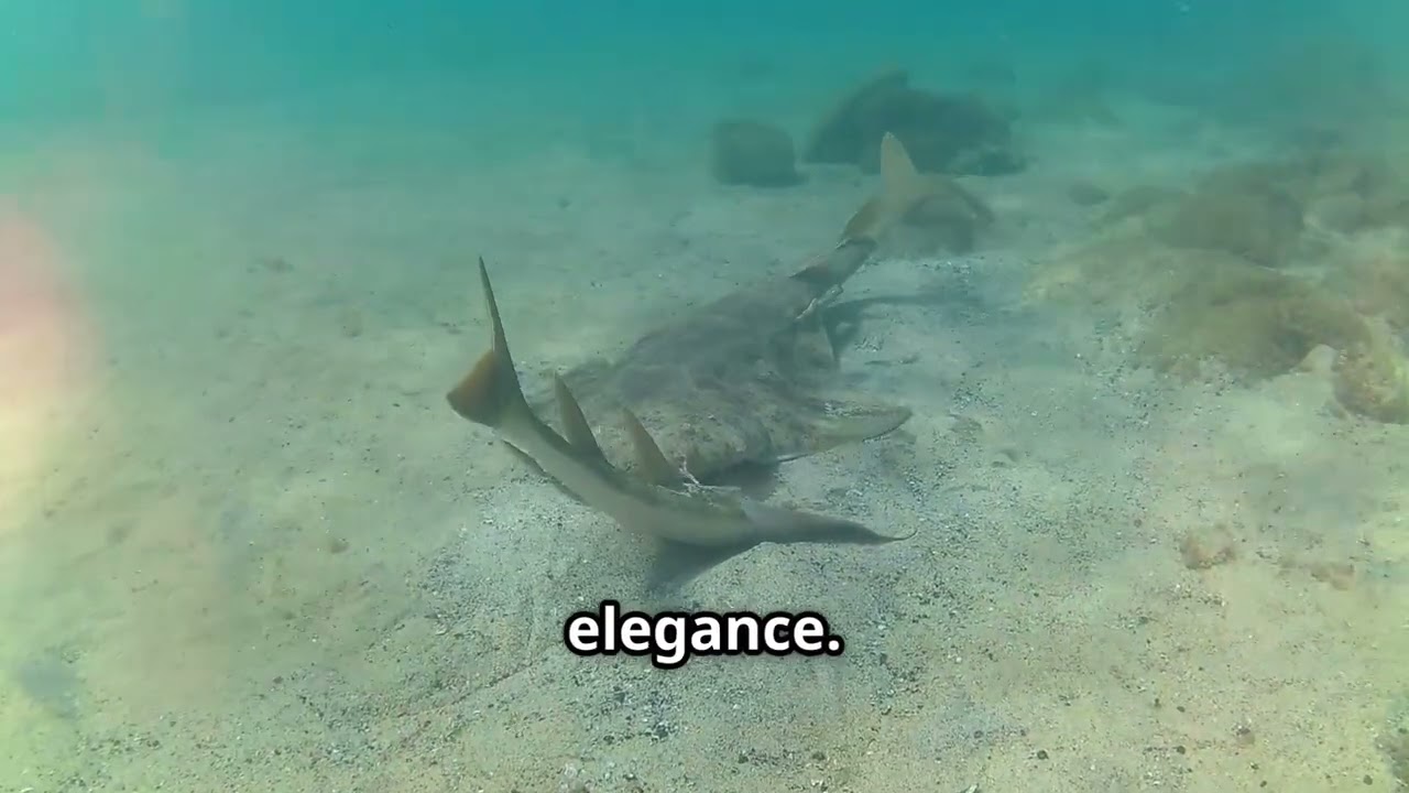 🦈 ¡Los angelotes están en peligro crítico!🌊