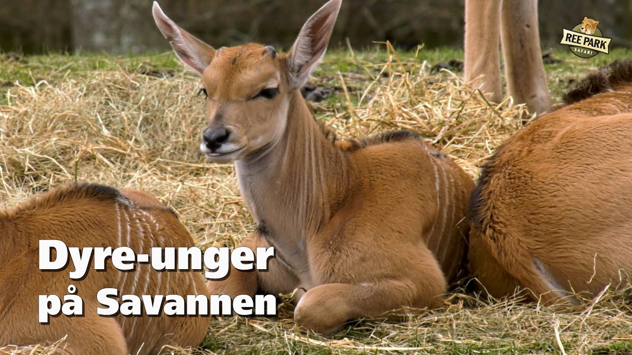 Dyreunger p&aring; savannen