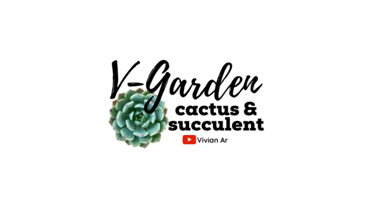 Unboxing # 2 : Astrophytum Super Kabuto
