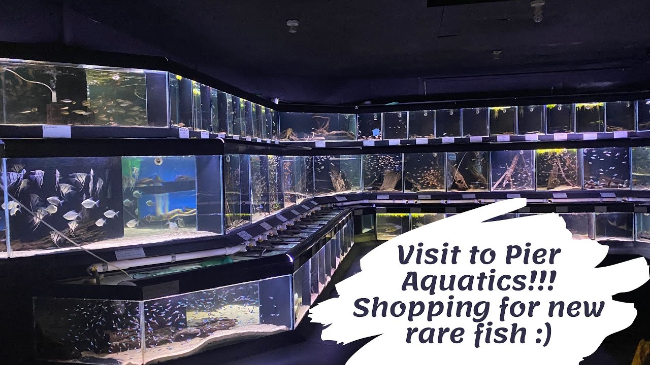 Visit to Pier Aquatics!!! Shopping for New Rare Fish!
