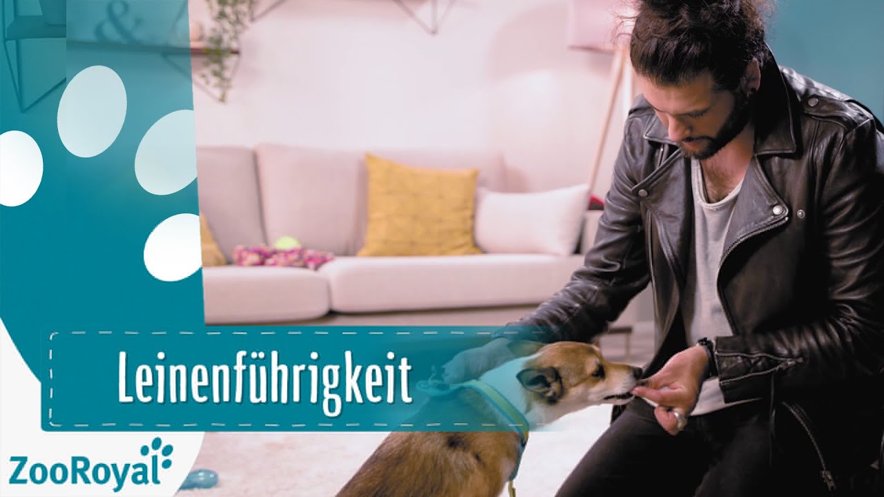 Leinenf&uuml;hrigkeit | Rund um den Hund mit Masih Samin | ZooRoyal