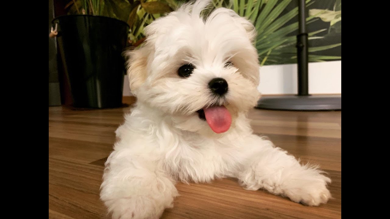 HAVING A MALTESE PUPPY: WHAT WILL IT DO...? 🐶