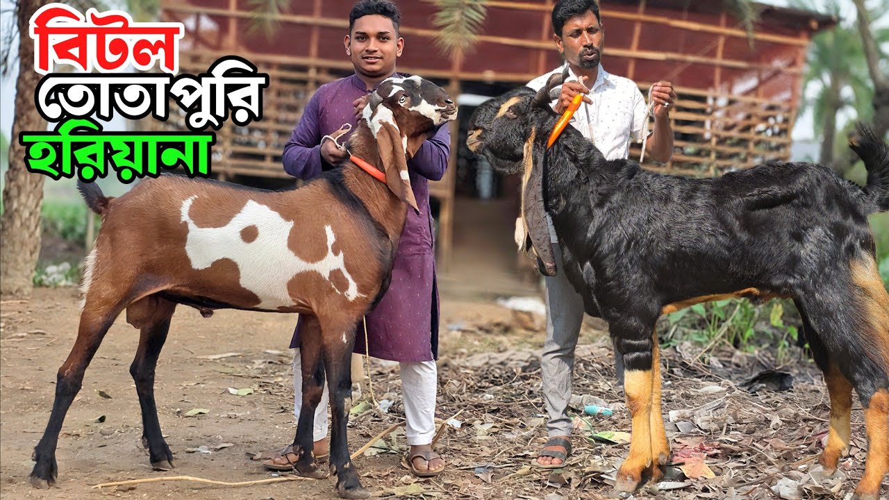 তোতাপুরী হরিয়ানা বিটল বোয়ার গাড়ল ও দুম্বার দাম জানুন সেলিম ভাইয়ের খামার থেকে Goat Farm 