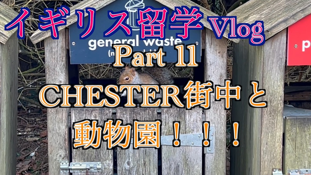 【vlog】CHESTERでイギリスの歴史を感じてきた！！動物園にも行ったよ【チェスター動物園】