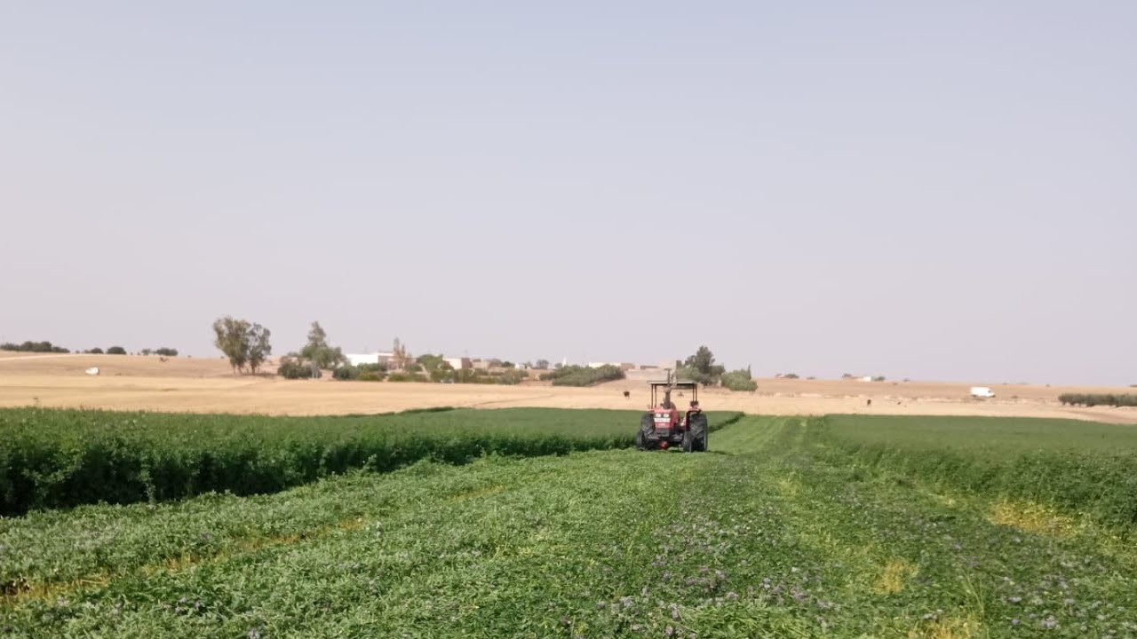 فيديو  من نواحي كيسر،حش،وجمع،emballage, ديال الفصة،شوفو شحال عطات،في هكتار،مع ارض للبيع،ديال جيرانو