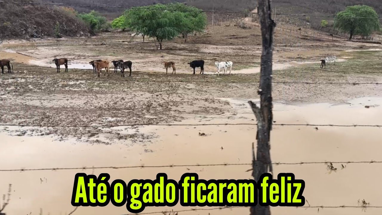 ESTAVA FALTANDO ÁGUA ATÉ PARA OS ANIMAIS 13/02/2026 