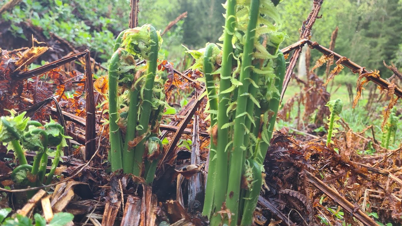 วันนี้เข้าป่าเก็บผักกูดยอดยาวๆฝนก็ตกรินคนก็รีบกล้องกะหมุนเร็วคลิปนี้ต้องขอโทษเด้ค่ะ🍀🙏