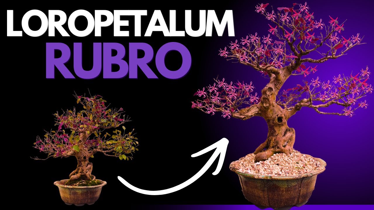 Bonsai Loropetalum Rubrum do 