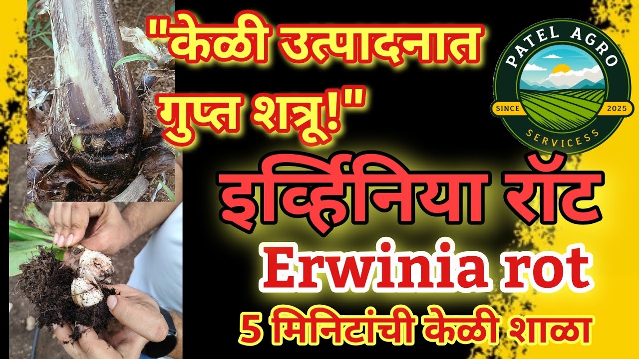 केळी एर्विनिया रॉट कारण, लक्षणे व नियंत्रण Erwinia Rot in Banana.